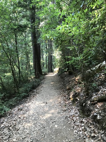 Tall Trees Trail in Redwood National Park