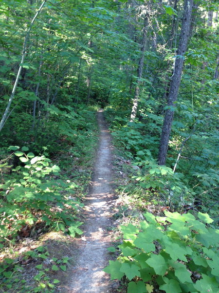 Sterling Mine Ditch Trail near Deming Gulch