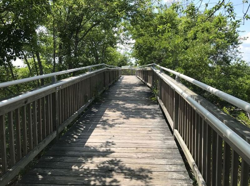 Boardwalk section of Life on the Marsh Trail.