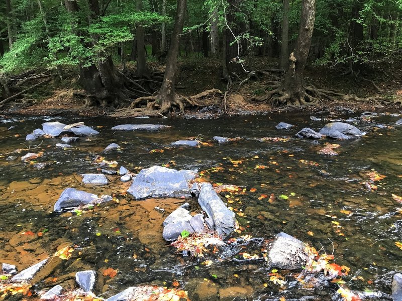 Fall leaves floating in the Eno