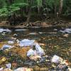 Fall leaves floating in the Eno