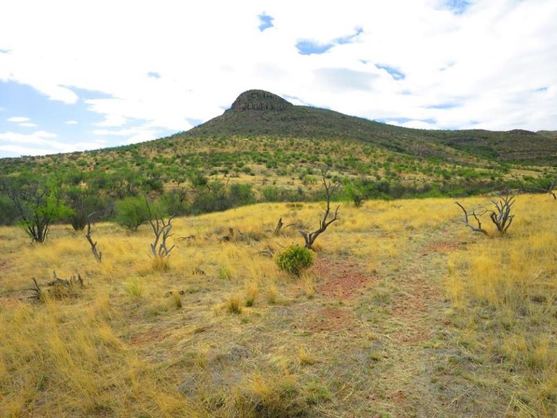 The singletrack meanders through Sonoran grasslands.