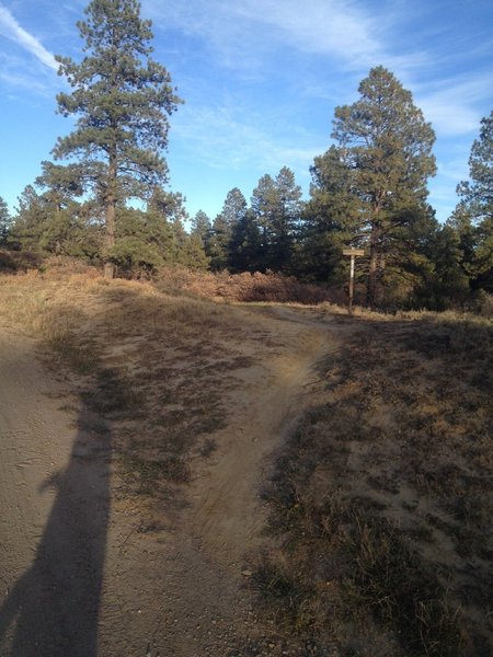 Start of the singletrack.  Turn right off of the road and head into the trees.