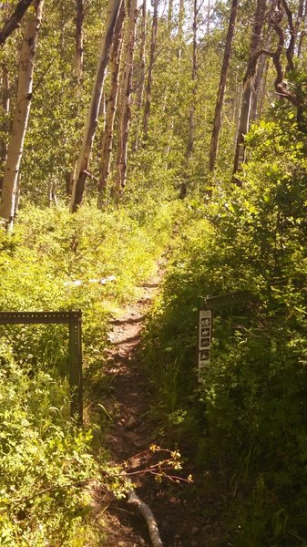 Junction with Upper Spring Creek