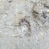 Cub paw print