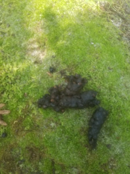 Bear scat!