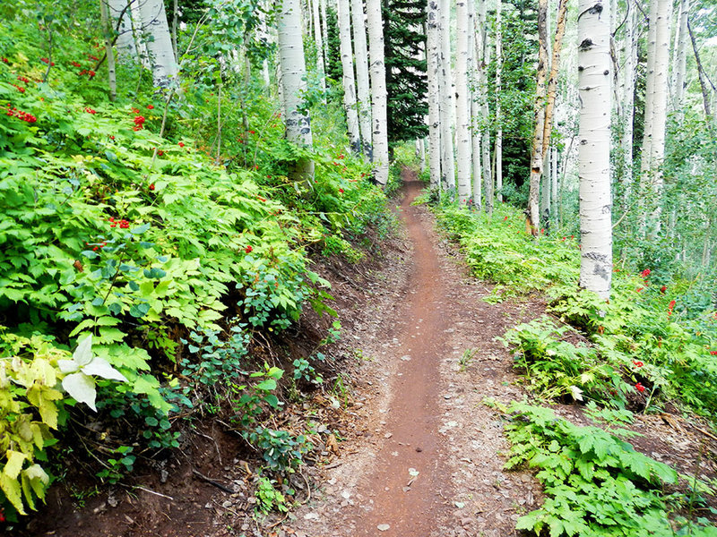 Some of the best trail through aspens you'll ever experience!