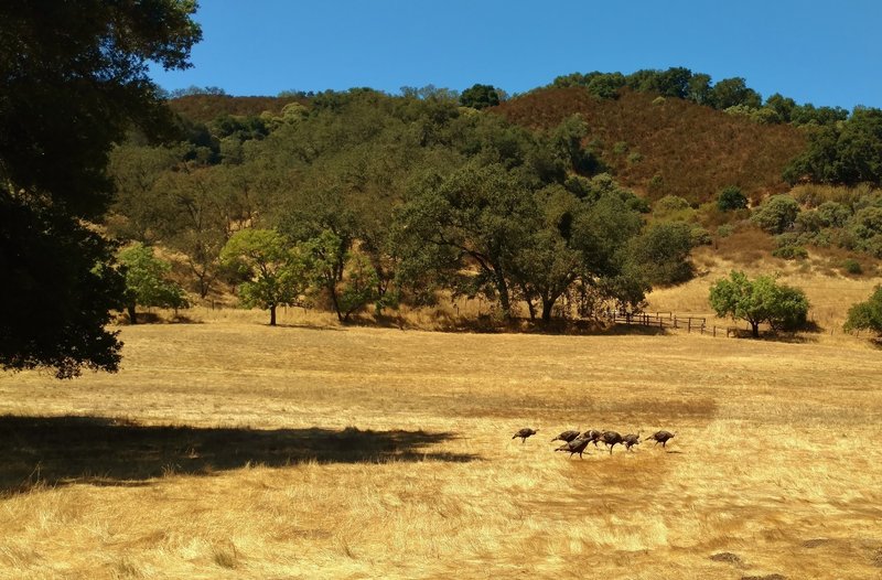 Wild turkeys along the Llagas Creek Loop Trail in Rancho Canada del Oro Open Space Preserve.