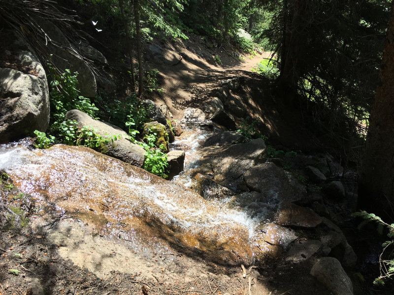 The lower section of the trail becomes more rocky and technical as it goes through the forest.