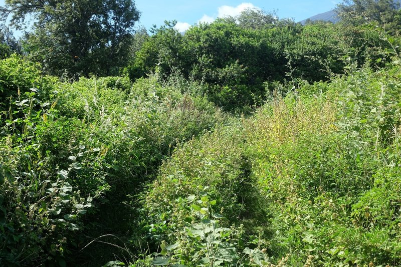 This is the good bit. After the extremely poor bush track, you meet this doubletrack which is easy to follow (but still a steep climb).