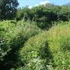 This is the good bit. After the extremely poor bush track, you meet this doubletrack which is easy to follow (but still a steep climb).