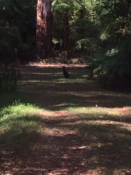 A wallaby in Olinda