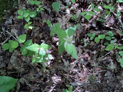 Sometimes you've got to look close...