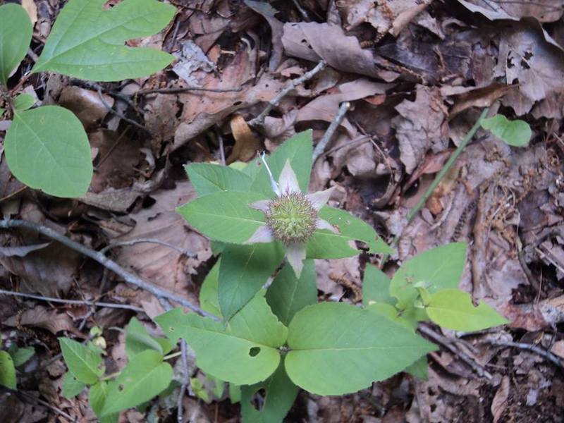 Another trailside purty...