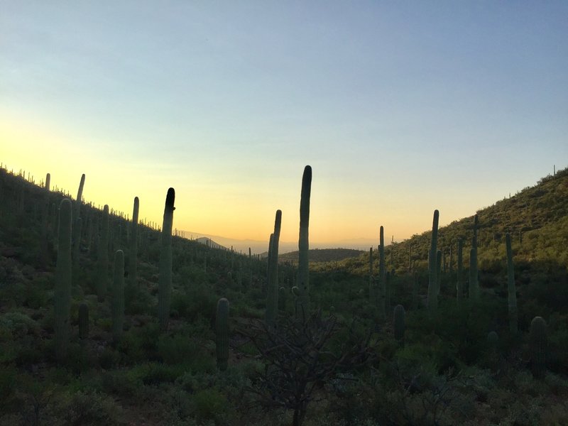 Starr Pass Trailhead