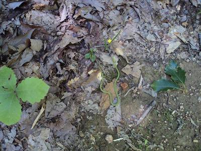 Really, you've GOT to watch where you're going lest you tread upon the local residents...like this itty bitty slither-critter...