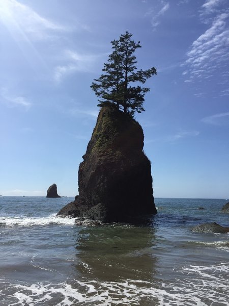 Bald Eagles live in these amazing trees.