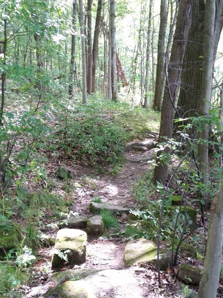 Normally the Glacier Ridge Trail is flat, but occasionally rocks must be traversed.