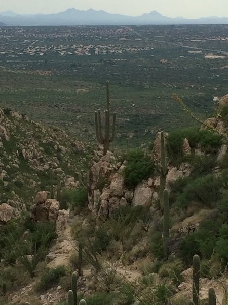 Heading down from Romero Pools, one saguaro stands out above many.