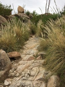 Almost to the pools, this interesting display of grass with ocotillo in full bloom greets you at the top.