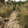 Almost to the pools, this interesting display of grass with ocotillo in full bloom greets you at the top.