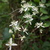 This is a flower that is found in endless supply near the beach side of the trail. It fills the air with an amazing floral fragrance.