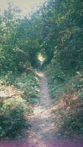 The Green Tunnel...one of our favorite spots to go near the Wilber Trailhead off of Seven Mile. Beautiful scenery!