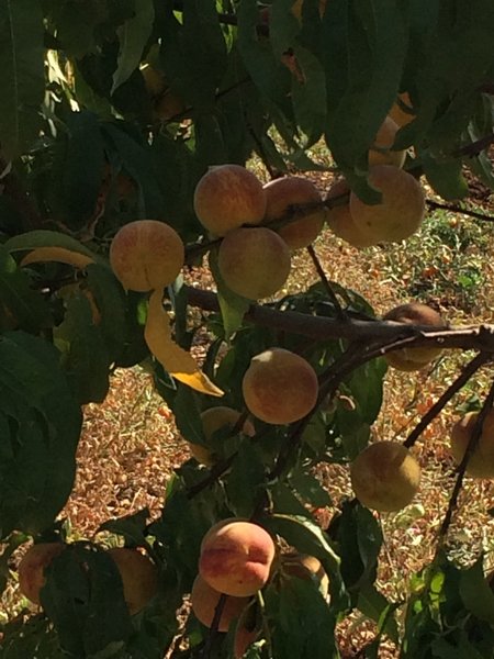 Peach Tree - look delicious!