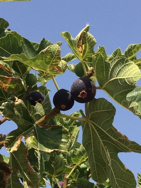 Figs - yum!