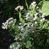 White Snakeroot blooming in early September.