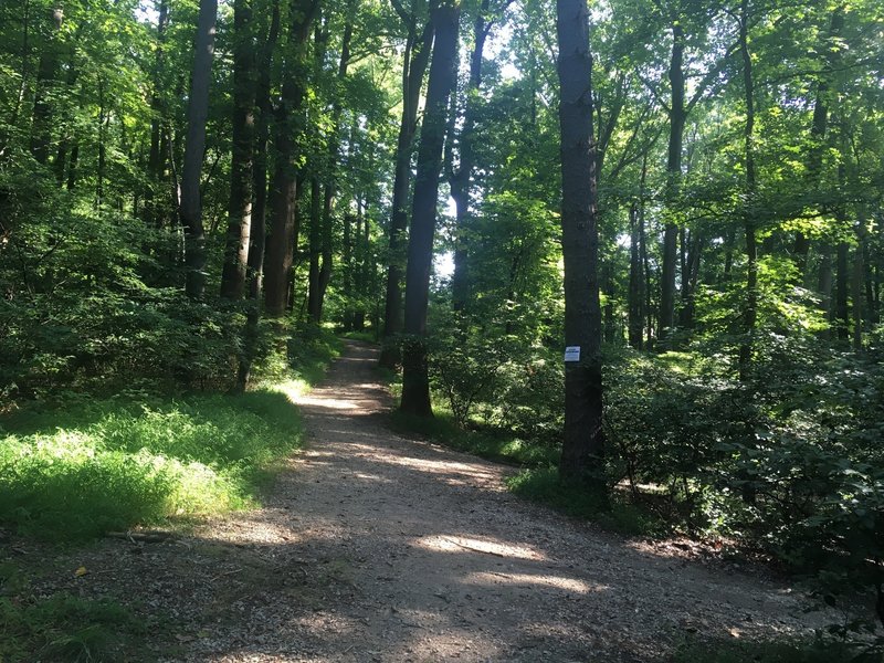 Trail after crossing the bridge