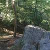 Top side of the large boulders along Pennypack Creek