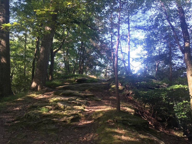 Access to the top side of the large boulder along Pennypack Creek