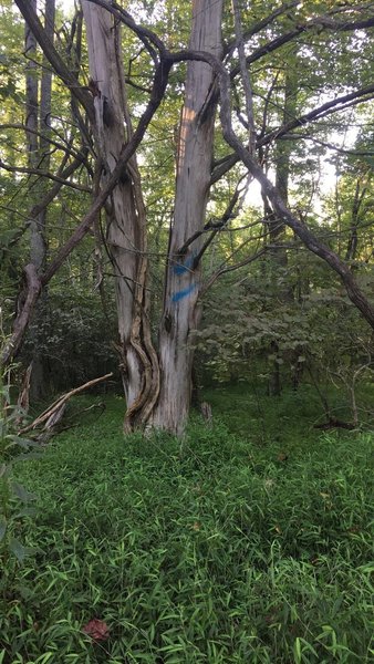 Incredible vegetation found on the Springhouse Loop.