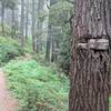 Abandoned Sign Heading Back onto the Cascade Crest Trail