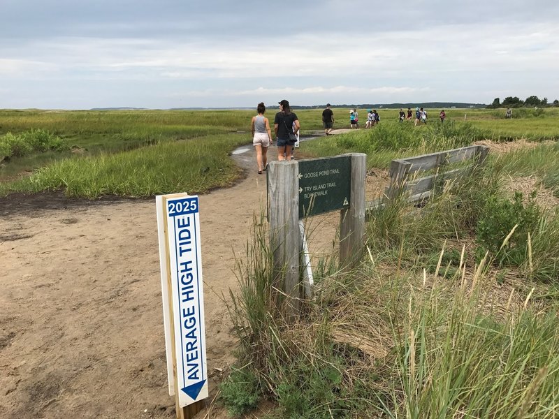 Average high tide marker for 2025 and the intersection of Goose Pond Trail and Try Island Trail.