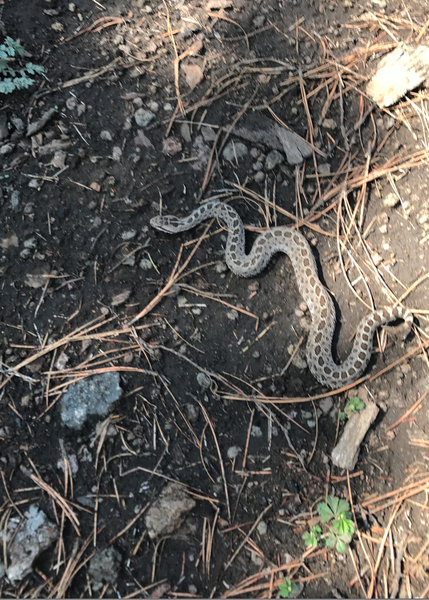 In rain season, be aware of rattlesnakes.