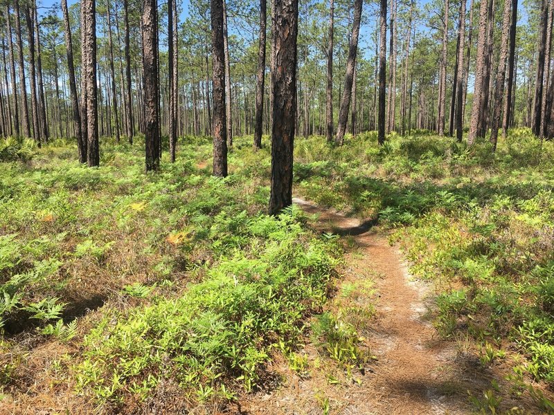 Smooth and windy singletrack on the Faye and Dutch Bike Trail.