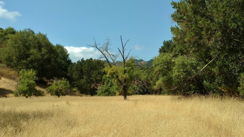 Little Llagas Creek Trail runs through a creekside meadow of golden summer grasses.