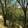 Little Llagas Creek Trail meanders through the oaks on a hillside.