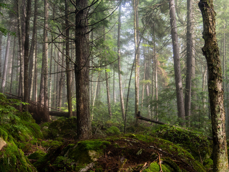 The mountain vistas are nice, but the forests are gorgeous, too. Taken near Nahmakanta Lake.