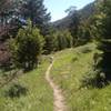 Dense trees give way to more open meadows and spotty forest as you descend down the canyon.