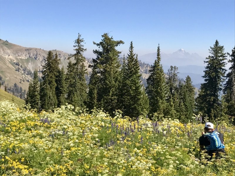 At the intersection to Overall Basin, Overall Ridge, and the Garden Ridge trails. The Grand Teton in the background and some floral photography in the foreground. :)