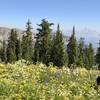 At the intersection to Overall Basin, Overall Ridge, and the Garden Ridge trails. The Grand Teton in the background and some floral photography in the foreground. :)