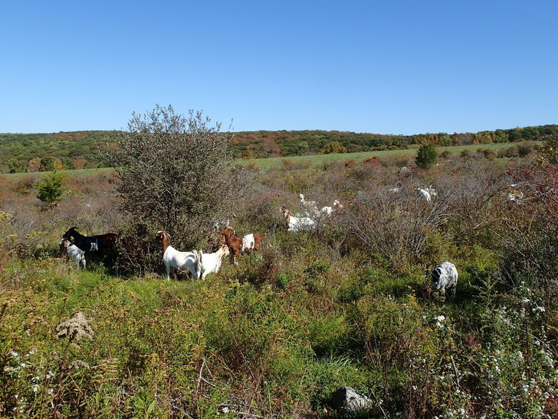 Goats may be along the trail.