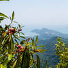 Foreground - vegetation; background - western Krabi peninsula.