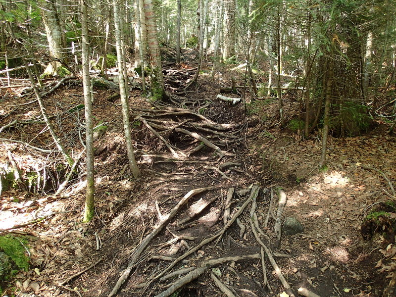 Unmaintained trail to Street and Nye.