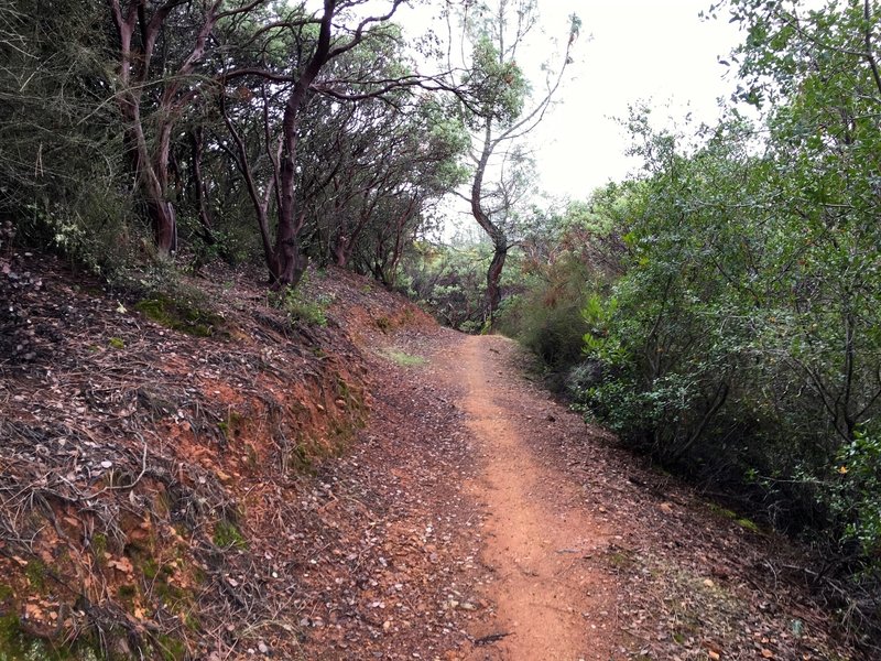 The wide benching along the Foresthill Connector Trail.