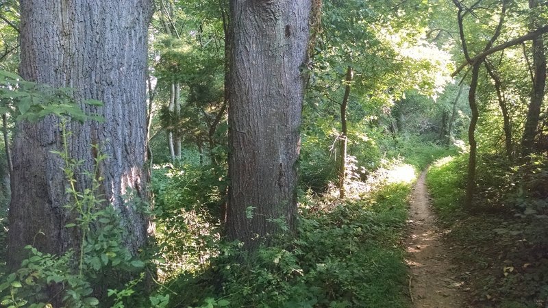 Wooded section of the Yellow Trail.