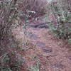 The Longleaf Greenway Trail rolls into the trees.